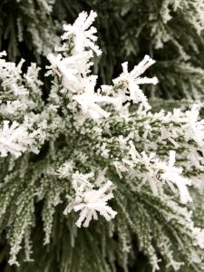 Flower, Frost, Plant, Black And White