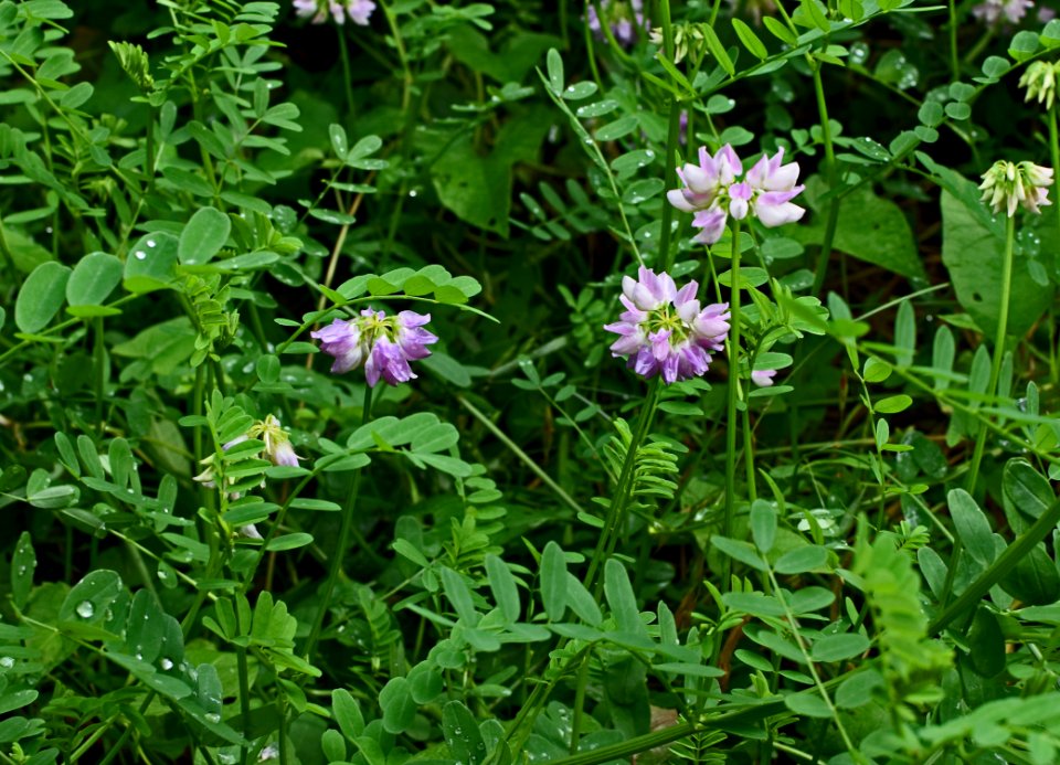 Plant, Flower, Flora, Grass