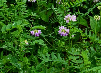 Plant, Flower, Flora, Grass