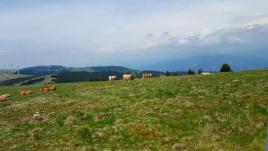 Grassland, Pasture, Sky, Ecosystem photo