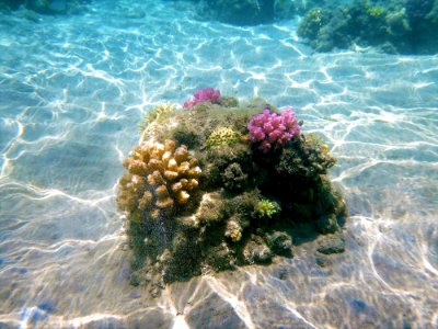 Coral Reef, Sea, Reef, Water photo