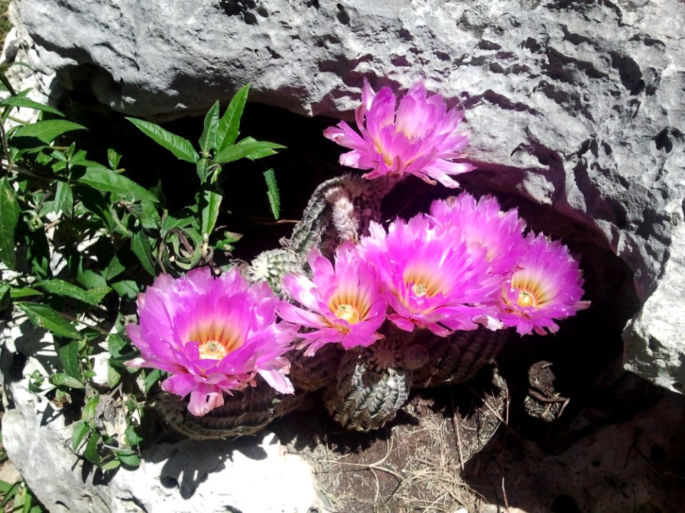 Plant, Flowering Plant, Flower, Flora