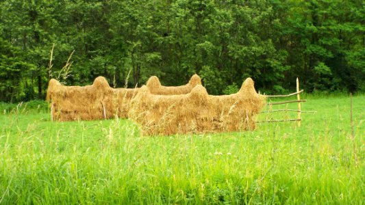Hay, Grass, Pasture, Field