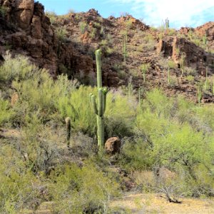 Vegetation, Chaparral, Shrubland, Ecosystem photo