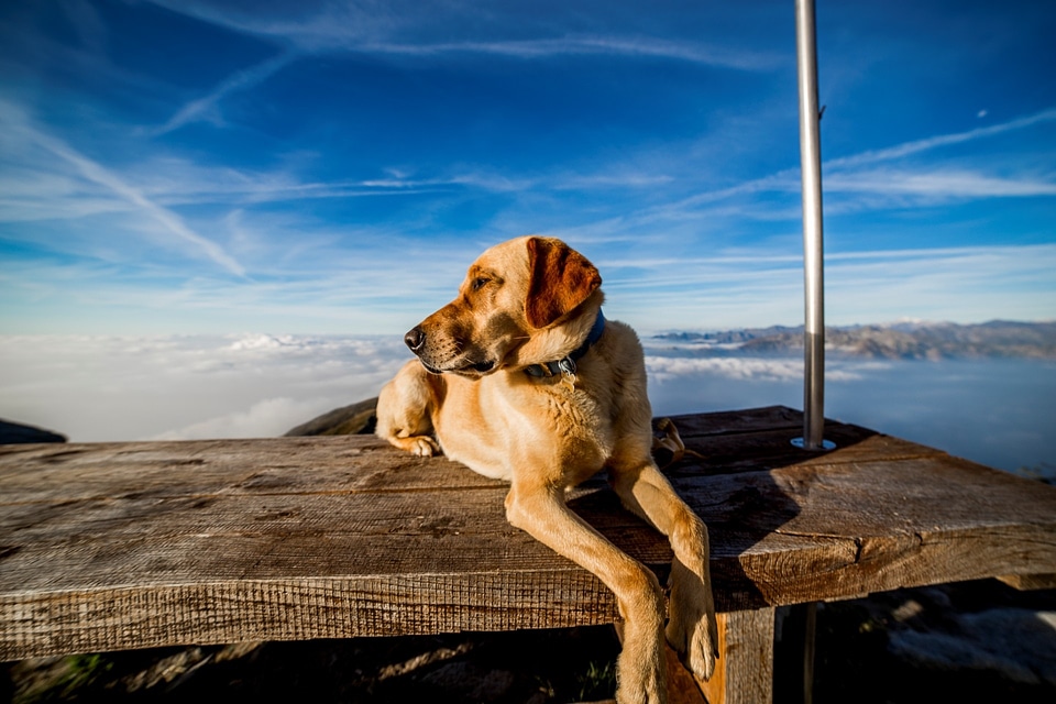 Mountain shopping cart canino