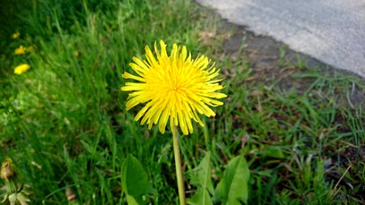 Flower, Dandelion, Plant, Flora
