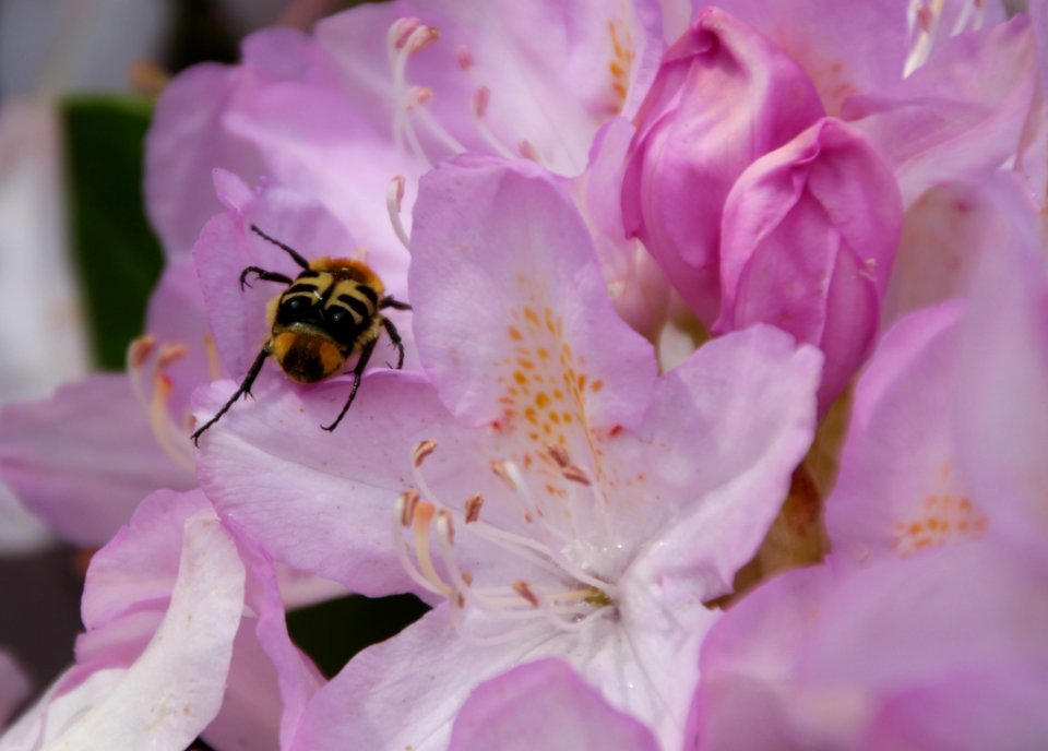 Flower, Bee, Nectar, Honey Bee