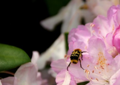 Insect, Bee, Nectar, Honey Bee photo
