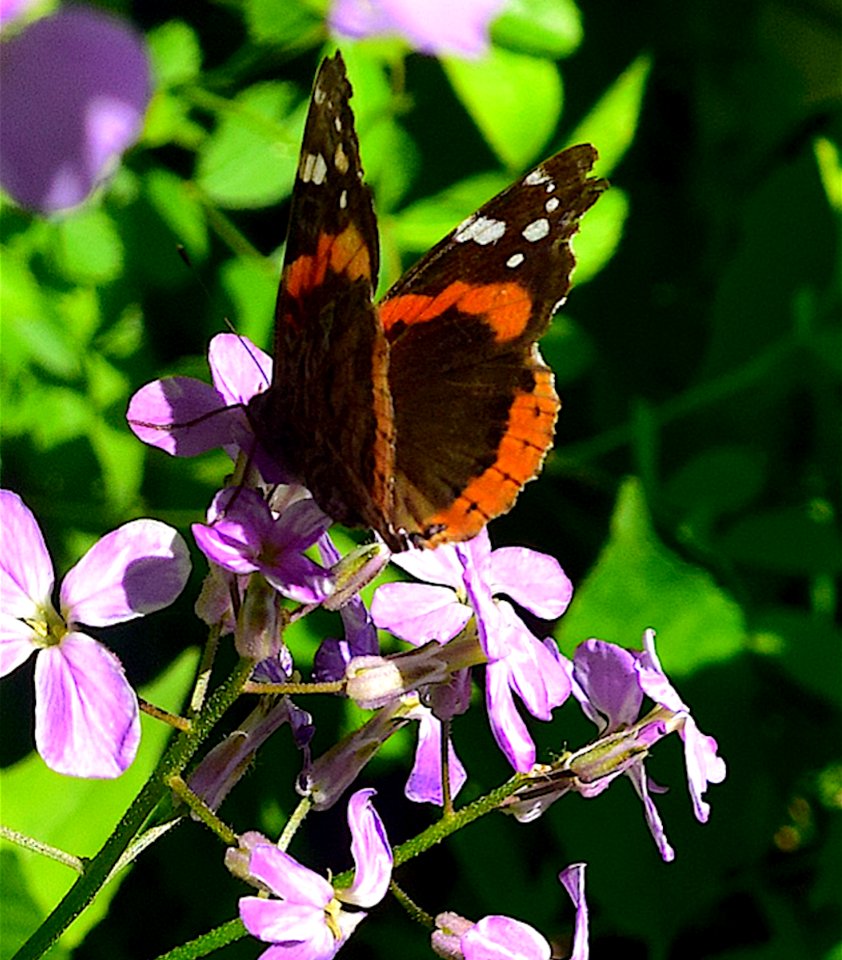 Butterfly, Moths And Butterflies, Insect, Brush Footed Butterfly