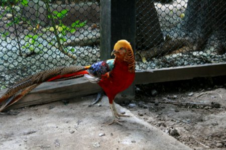 Bird, Galliformes, Beak, Fauna