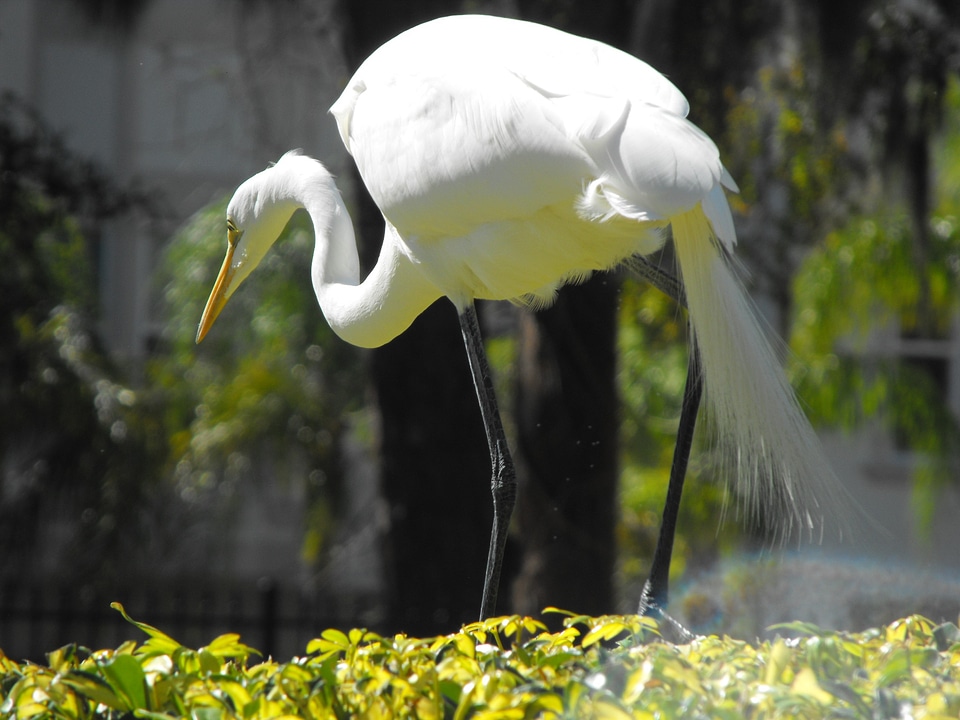 Wildlife bright plumage
