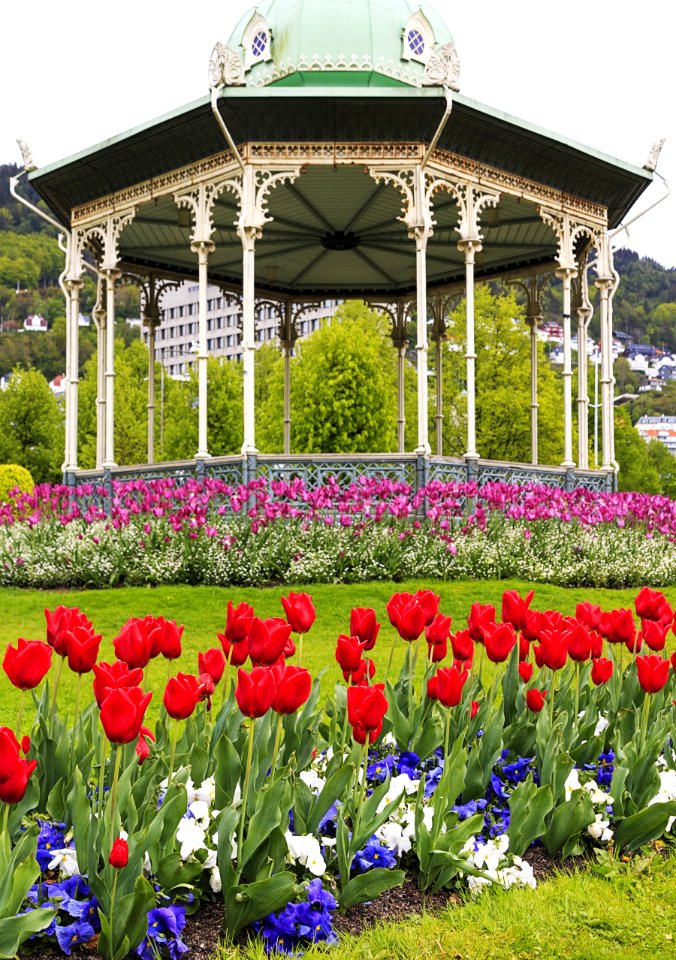 Flower, Plant, Flowering Plant, Garden