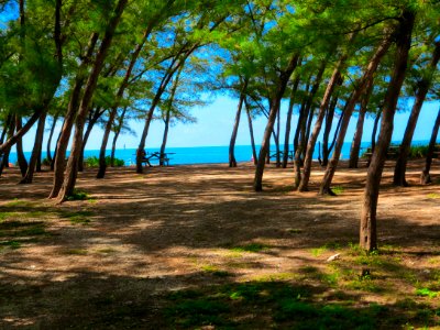 Tree, Sky, Shore, Leisure