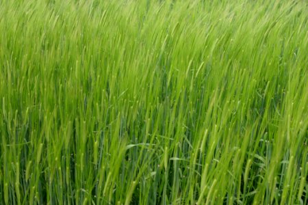 Grass, Field, Vegetation, Grass Family photo