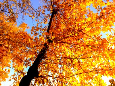 Tree, Autumn, Branch, Yellow