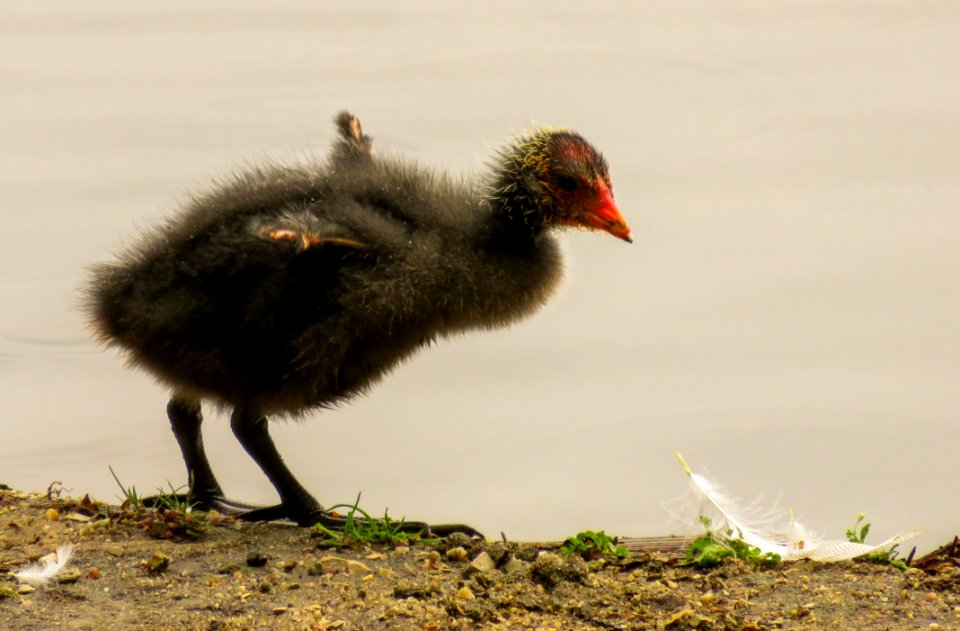 Bird, Fauna, Rallidae, Beak