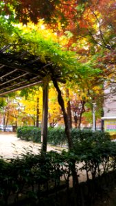 Tree, Leaf, Plant, Autumn