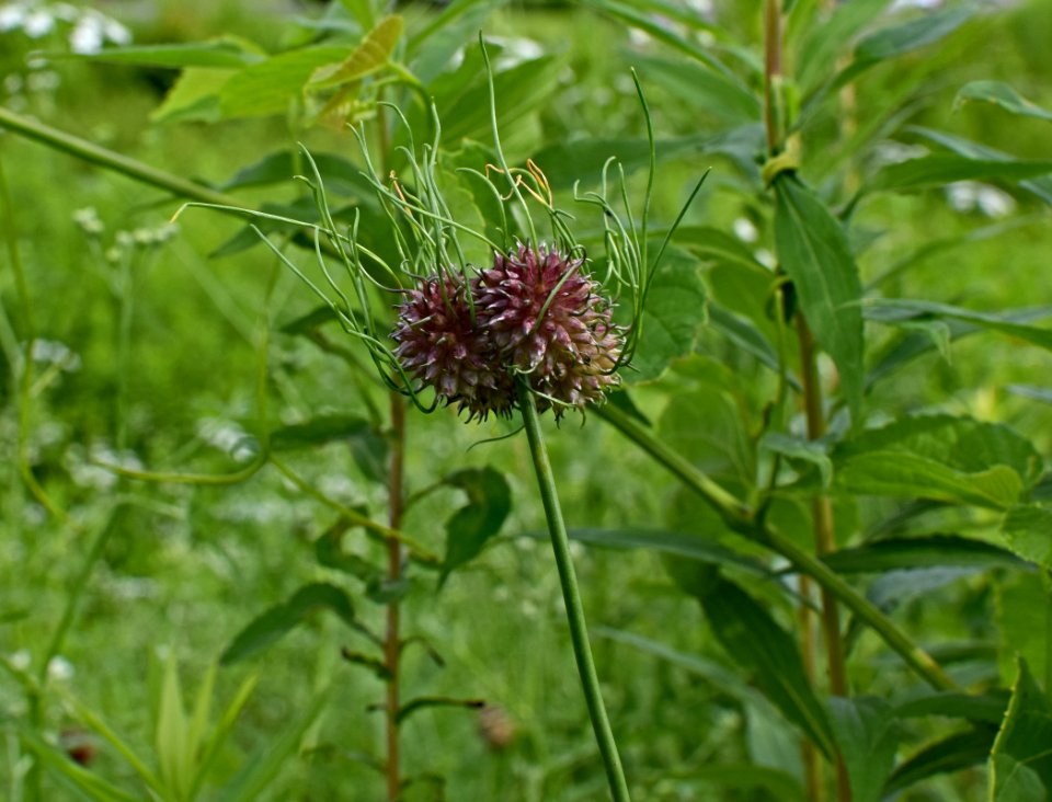 Plant, Flower, Silybum, Subshrub
