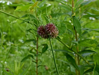 Plant, Flower, Silybum, Subshrub