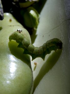 Larva, Caterpillar, Macro Photography, Insect photo