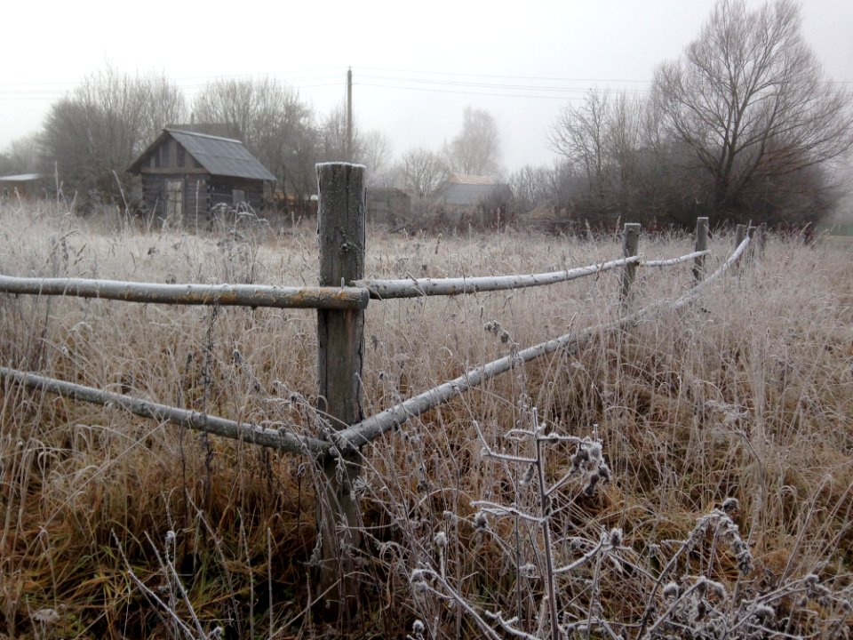 Frost, Winter, Tree, Fence