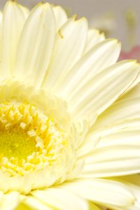 Flower, White, Yellow, Close Up