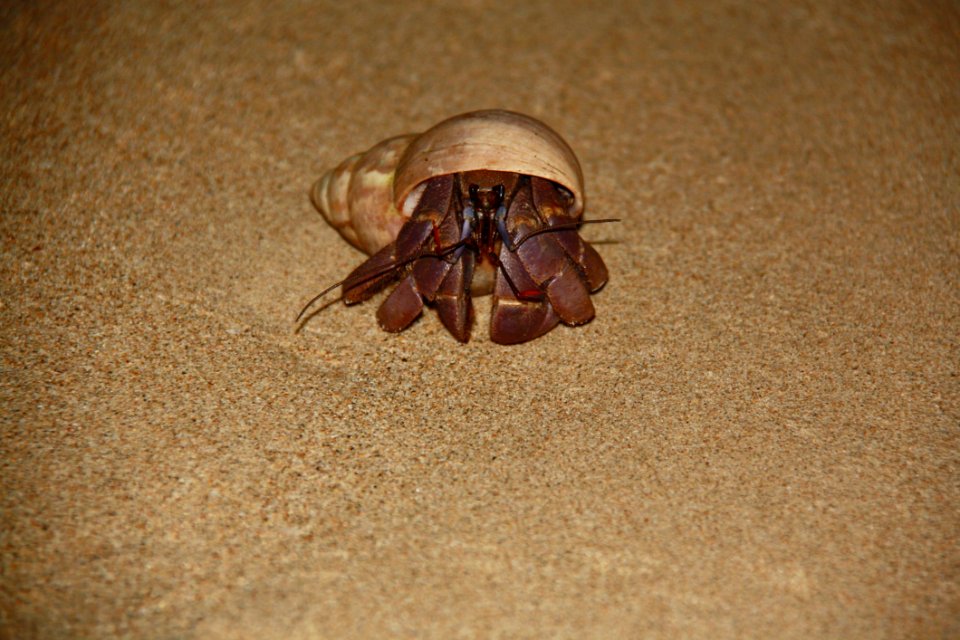 Insect, Decapoda, Invertebrate, Close Up