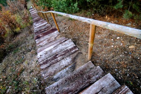 Path, Wood, Woodland, Walkway