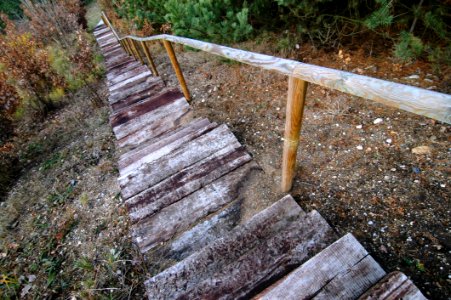 Path, Wood, Woodland, Walkway photo