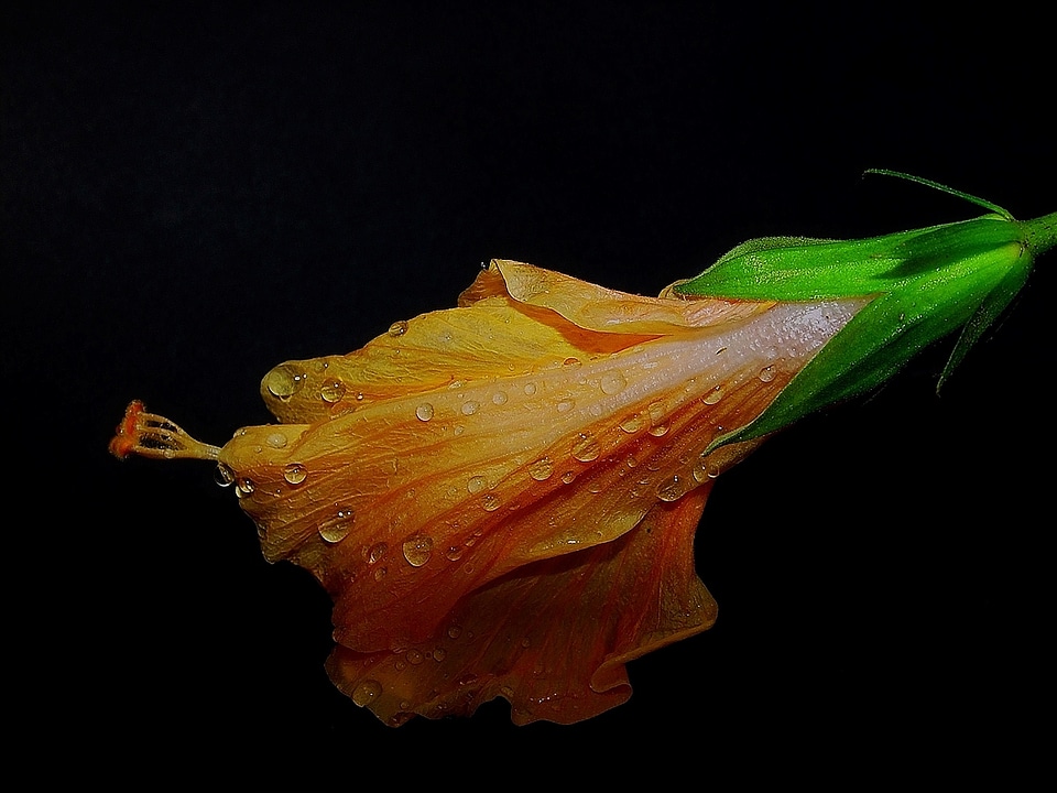 Drops flower tropical