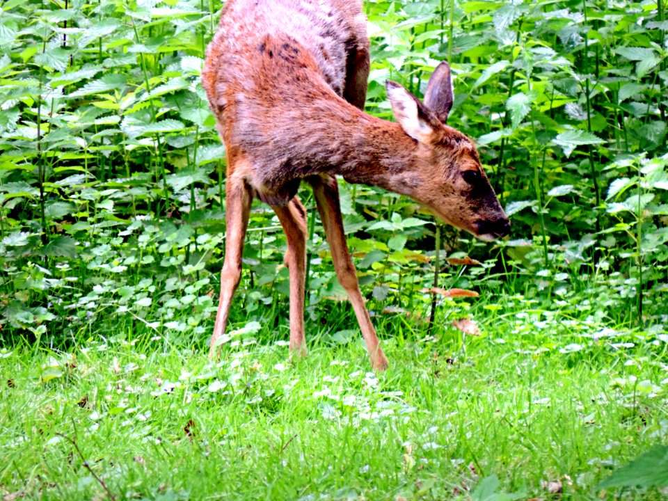 Wildlife, Deer, Fauna, Mammal