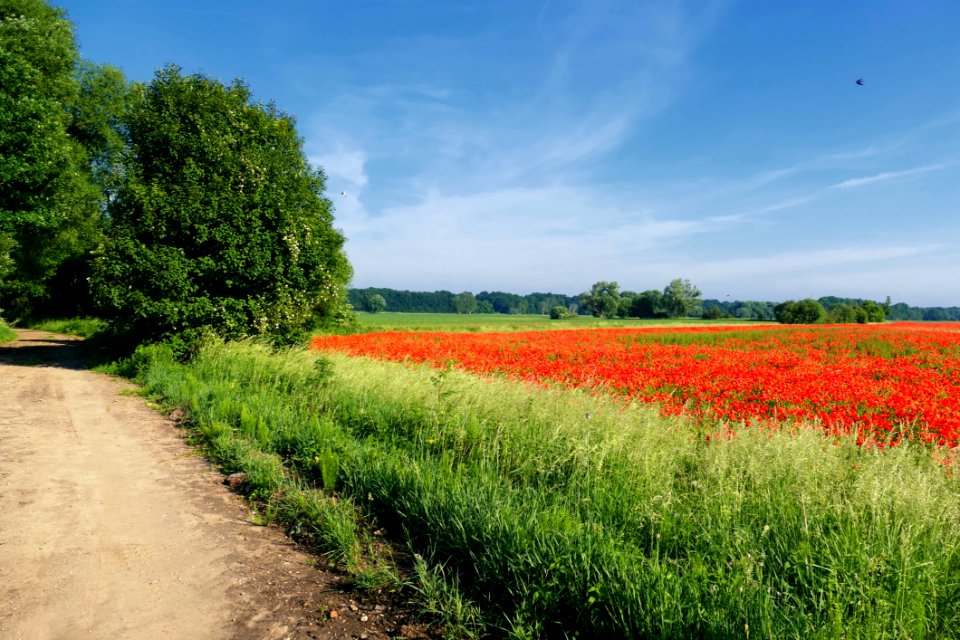 Field, Sky, Meadow, Road