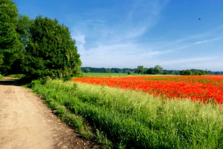Field, Sky, Meadow, Road