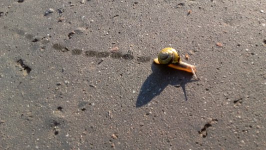 Fauna, Snail, Snails And Slugs, Organism
