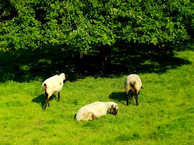 Grassland, Pasture, Grazing, Sheep photo