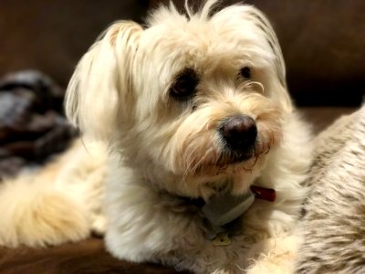 Dog, Dog Breed, Dog Like Mammal, Maltese photo