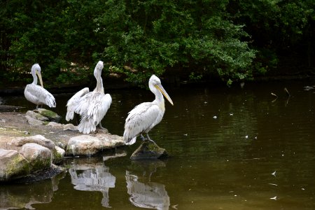Bird, Pelican, Water, Fauna photo