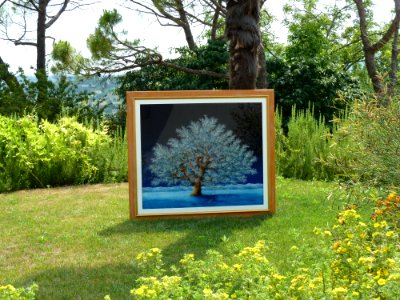 Nature Reserve, Tree, Flora, Plant
