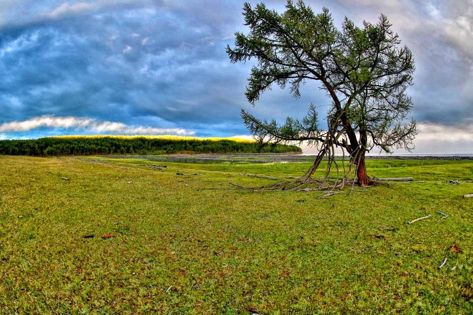 Grassland, Sky, Cloud, Tree