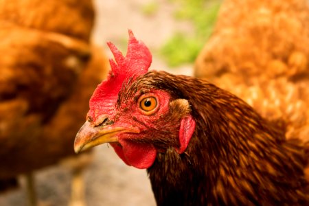 Chicken, Beak, Galliformes, Rooster