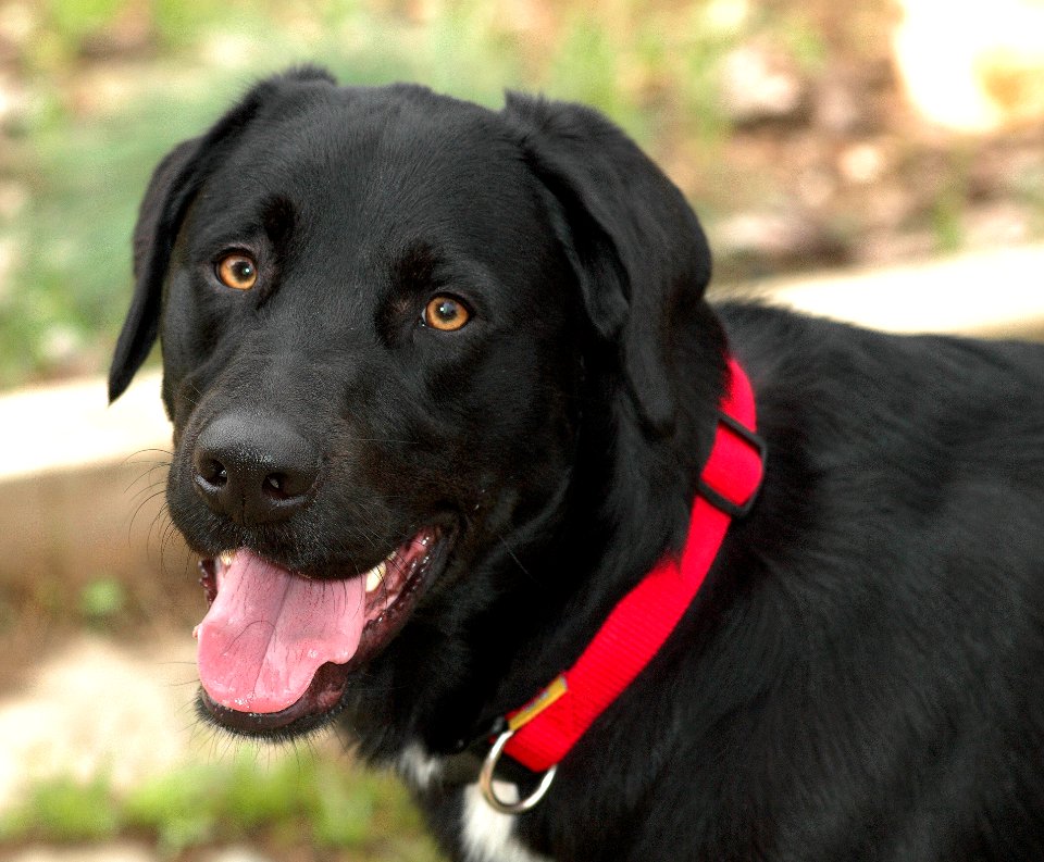 Dog, Dog Like Mammal, Labrador Retriever, Dog Breed