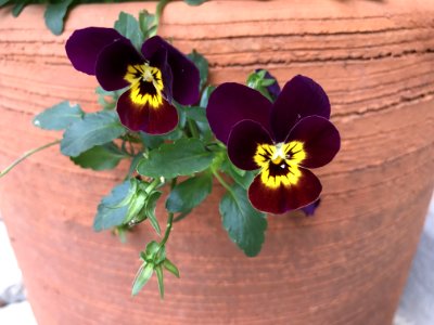 Flower, Flowering Plant, Plant, Purple photo