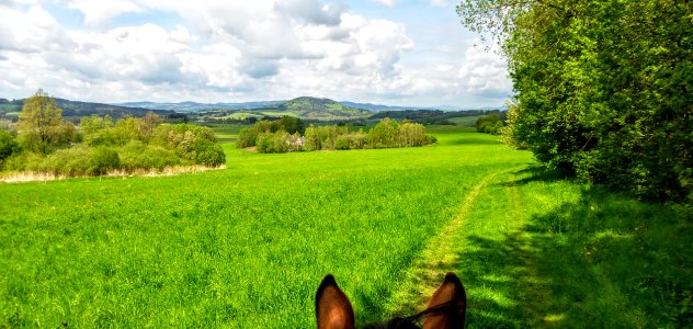 Grassland, Pasture, Ecosystem, Field