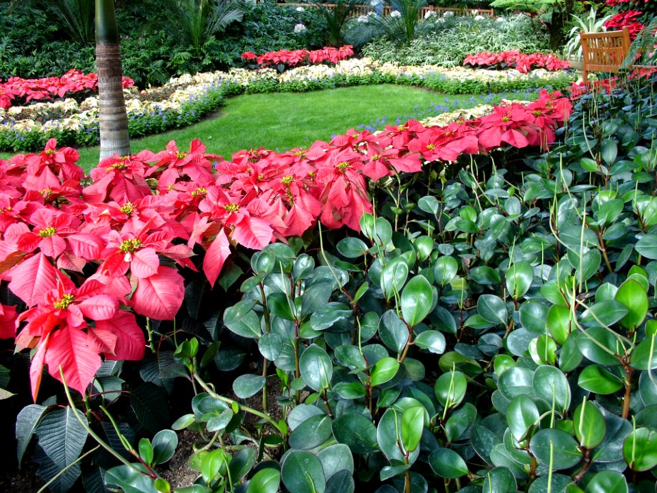 Plant, Flower, Leaf, Flora