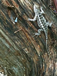 Fauna, Wood, Reptile, Tree