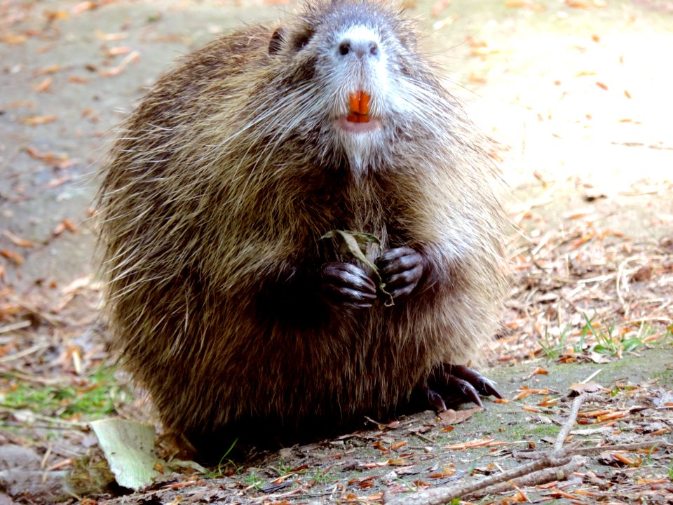 Mammal, Fauna, Beaver, Muskrat