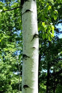 Tree, Woody Plant, Trunk, Deciduous