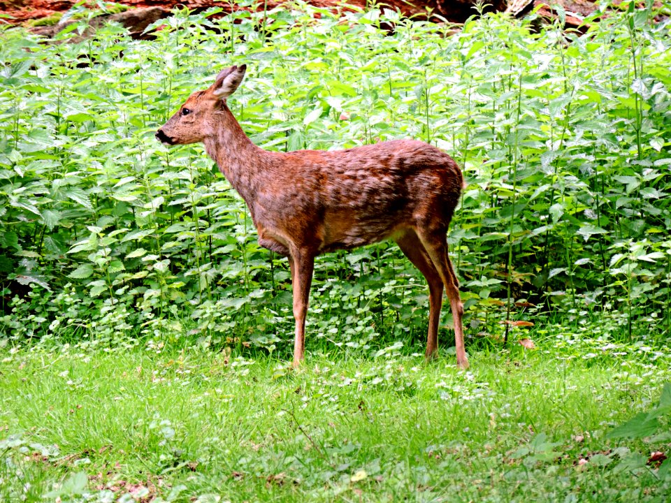 Wildlife, Deer, Fauna, Mammal