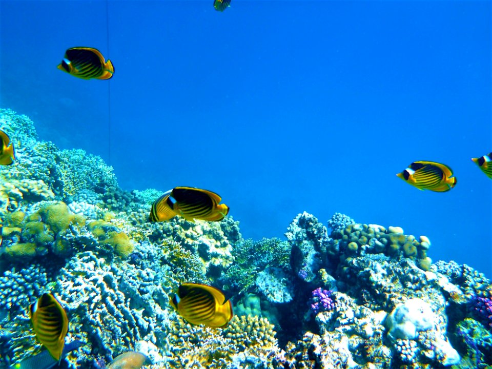 Coral Reef, Ecosystem, Coral Reef Fish, Underwater