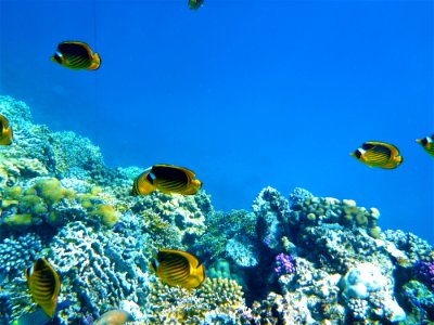 Coral Reef, Ecosystem, Coral Reef Fish, Underwater photo